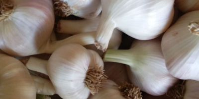 I have 2 size garlics: dia >4,5cm dia