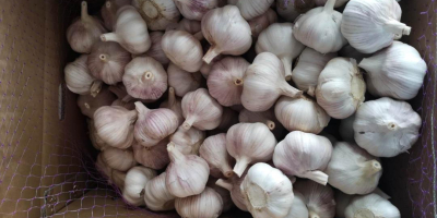 Our company exports the highest quality Chinese garlic to