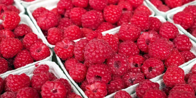 Organic raspberries