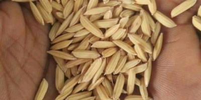 WE SELL RICE, BEANS, MAIZE, MILLETS, GUINEA CORN, SESAME