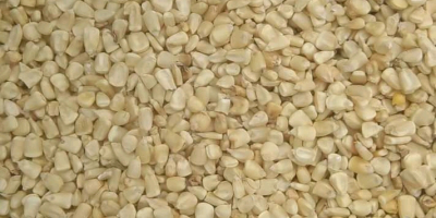 WE SELL RICE, BEANS, MAIZE, MILLETS, GUINEA CORN, SESAME