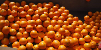 We offer for export citrus such as oranges, clementines,
