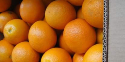 We offer for export citrus such as oranges, clementines,