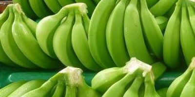 Produkttyp: Frische grüne Cavendish-Banane Ursprünglicher Ort: Kamerun, Westafrika Farbe: