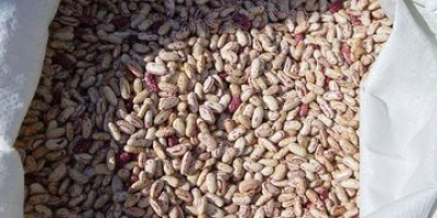 Product Name Light speckled kidney beans Size 180-200, 200-220,
