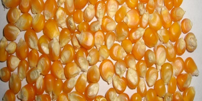 Yellow Corn & White Corn/Maize for Human & Animal