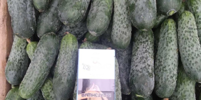 I will sell fresh, uncalibrated cucumbers 8-15 from Belarus.