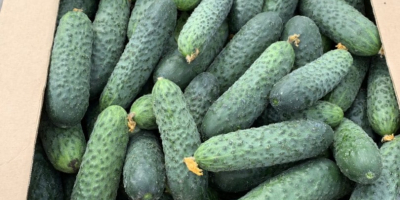 I will sell fresh, uncalibrated cucumbers 8-15 from Belarus.