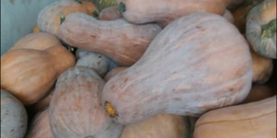 fresh pumpkin in high tonnage FOB delivery