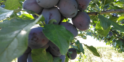 BIO Lepotika plum. I have up-to-date research on sorr
