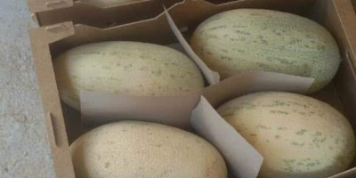 I will sell melons from Uzbekistan. The minimum order