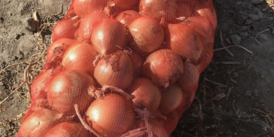 Onion from Uzbekistan. caliber 5+