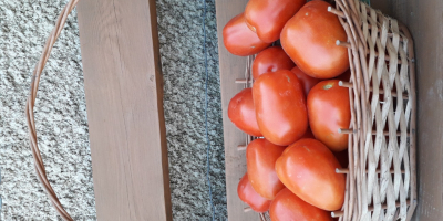 I will sell LIMA field tomatoes, large, tasty, the