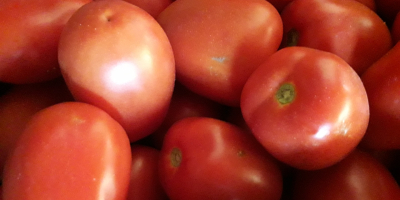 I will sell LIMA field tomatoes, large, tasty, the