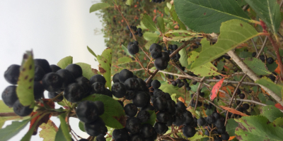 Hello. I have aronia for sale. For more information,