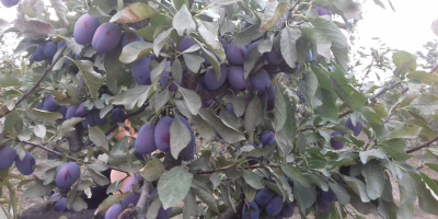 Wholesale stanley plums for sale
