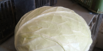 I will sell white cabbage for industry, large quantities.