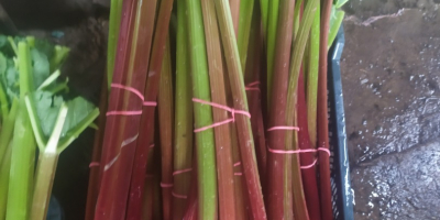 I offer Rhubarb the leader and raspberry varieties, the