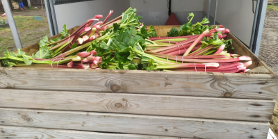 I offer Rhubarb the leader and raspberry varieties, the