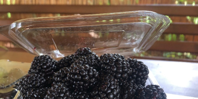 Fresh blackberries from our own culture of great quality
