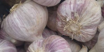 Serves dried garlic 3.50 € / kg,