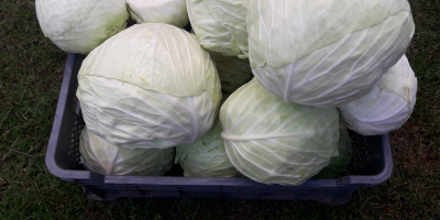 I will sell white cabbage in wholesale and retail