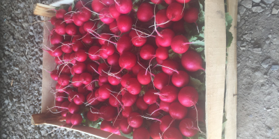 Hello, I am selling radishes in bunches