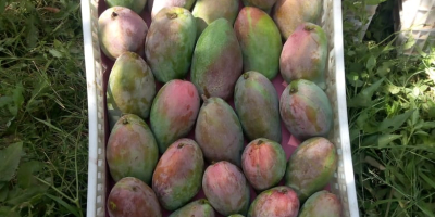 I will sell hand-picked mangoes, very tasty, country of