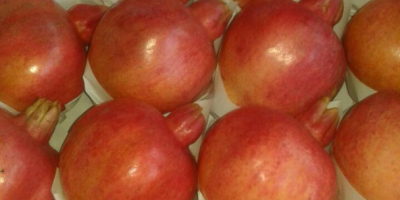 Granatapfel aus dem sonnigen Land Usbekistan .. !!!