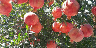 Pomegranate from the sunny land of Uzbekistan .. !!!