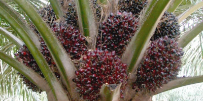 High Yielding Hybrid Tenera Oil Palm Seedlings