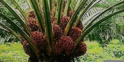 High Yielding Hybrid Tenera Oil Palm Seedlings