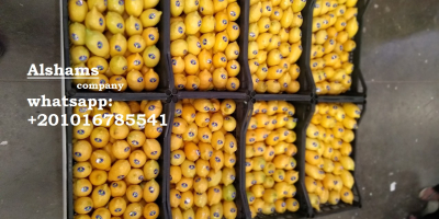 Alshams company for general import & export #fresh_lemon ●