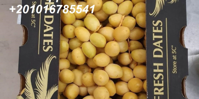 Alshams company for general import &export in EGYPT #Fresh_dates