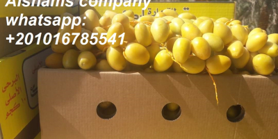 Alshams company for general import &export in EGYPT #Fresh_dates