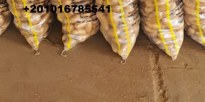 Compania Alshams pentru import și export general #fresh_potatoes de