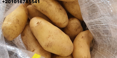 Alshams company for general import & export #fresh_potatoes with
