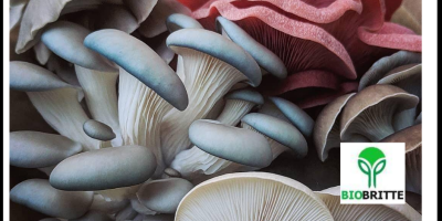 Oyster mushrooms, the common name for the species Pleurotus