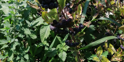Aronia for sale
