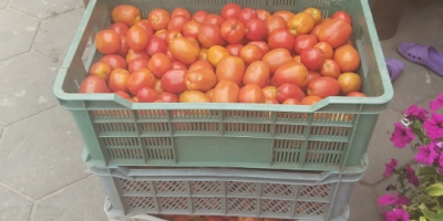 A field tomato picked daily about 200 kg a