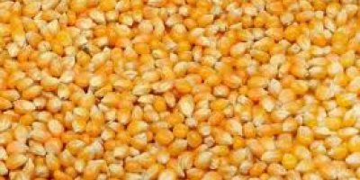 Corn production 2020