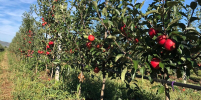 EARLY RED GALA - rosu intens, pulpa suculenta, dulce