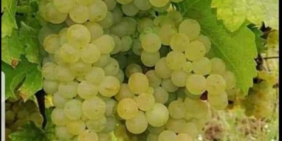 I sell table grapes and wine noble varieties Sauvignon