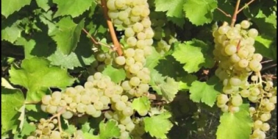 I sell table grapes and wine noble varieties Sauvignon