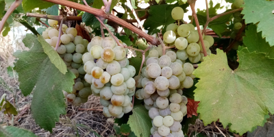 Der Weiningenieur Pîrvu Marian bietet Trauben zum Verkauf an: