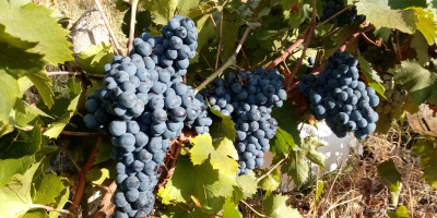 Inżynier winiarski Pîrvu Marian oferuje do sprzedaży winogrona: 3