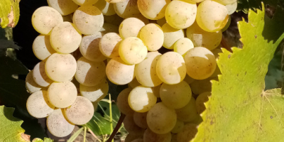 Der Weiningenieur Pîrvu Marian bietet Trauben zum Verkauf an:
