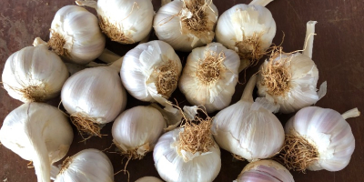 I sell garlic in large quantities and I offer