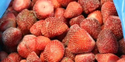 Frozen strawberry from Egypt 1.06 euro / kg Pickup