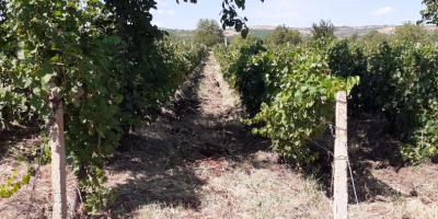 Grapes and Must for sale - Dealu Mare, Ceptura